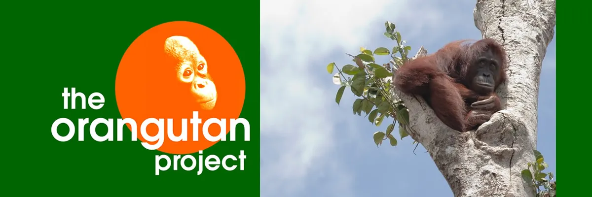 &copy; The Orangutan Project